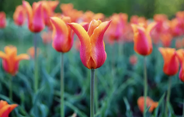 Flowers, stems, spring, garden, tulips, red, buds, flowerbed