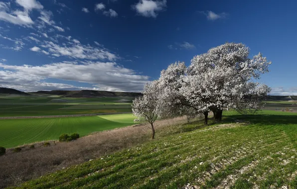 Field, trees, blue, spring, flowering