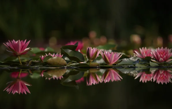 Picture leaves, water, lake, water lilies