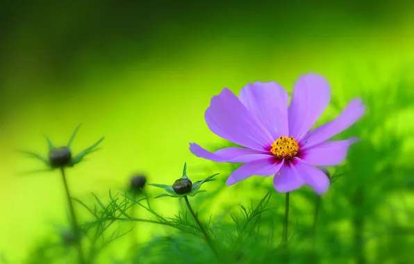 Petals, garden, meadow, kosmeya