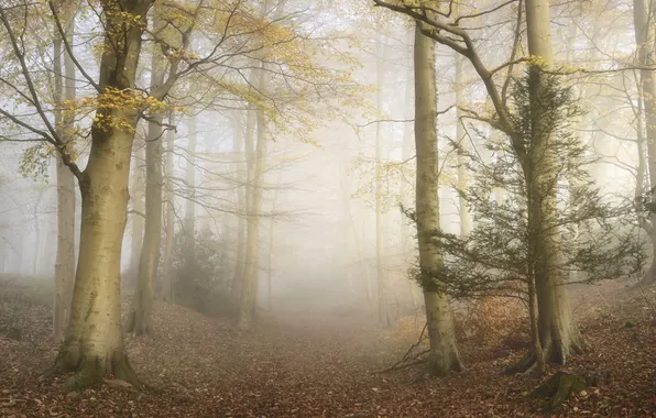 Picture autumn, forest, fog
