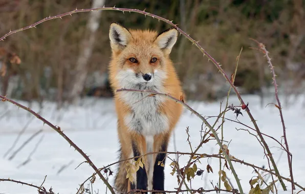 Picture snow, branches, briar, Fox, Fox