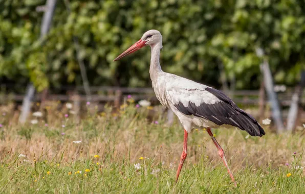 Summer, bird, stork