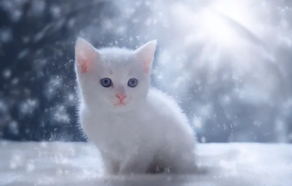 Picture snow, kitty, baby, white kitten