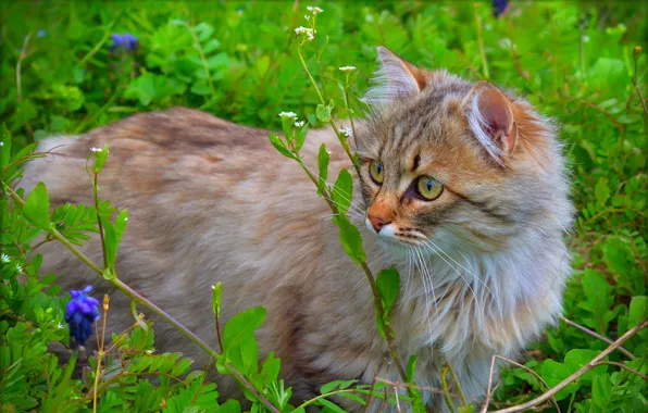 Picture Nature, Cat, Cat