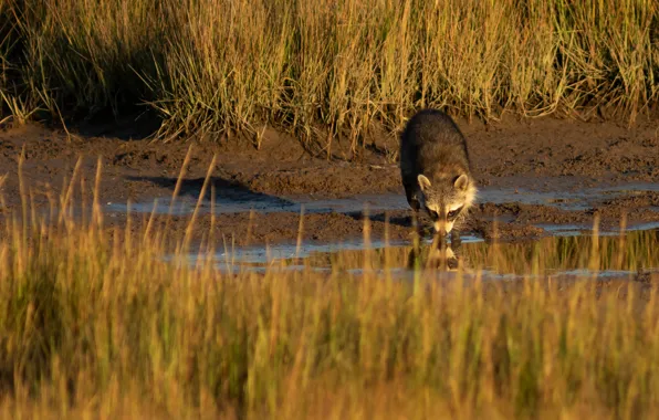 Grass, light, nature, puddle, raccoon, drink