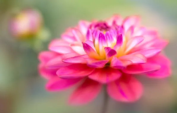 Flower, pink, petals, Bud, Dahlia