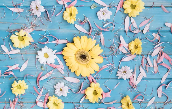 Flowers, background, yellow, petals, colorful, pink, gerbera, chrysanthemum