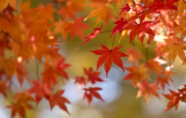 Autumn, leaves, paint, maple, the crimson