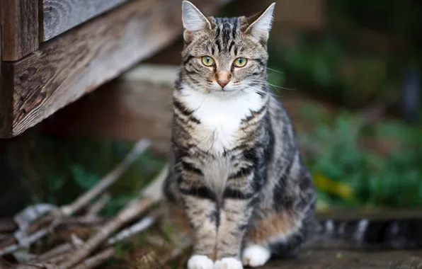 Picture cat, cat, Board, kitty, sitting, bokeh