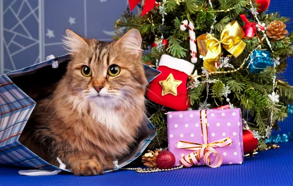 Picture cat, cat, holiday, toys, tree, new year, package, gifts
