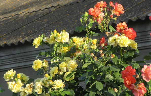 Flowers, The bushes, Yellow, Roses, Orange, Meduzanol ©, Summer 2018
