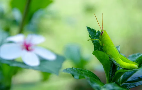 Leaves, macro, flowers, green, background, insect, grasshopper