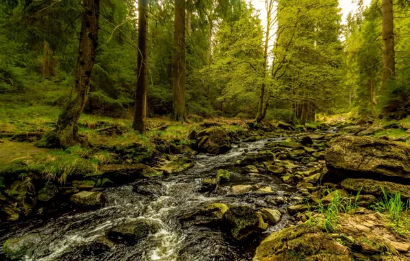 Greens, forest, trees, stream, stones, thickets, shore, stream