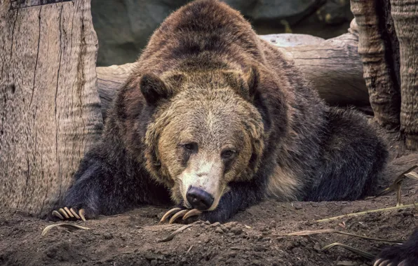 Face, pose, bear, claws, lies, log, brown, the ground