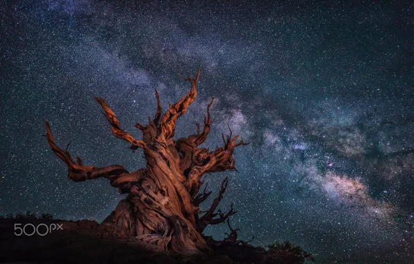 Picture night, the way, tree, milky, the sky.stars