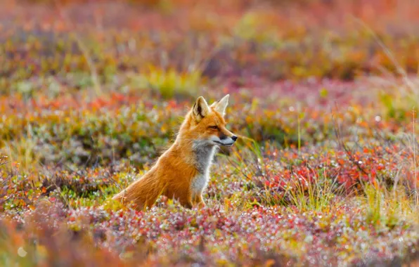 Grass, flowers, nature, Alaska, Fox, USA, Fox, Denali National Park and Preserve