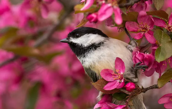 Flowers, bird, spring, pink, Apple, bokeh, tit, Apple blossoms