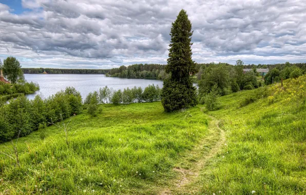 Forest, summer, clouds, trees, river, trail