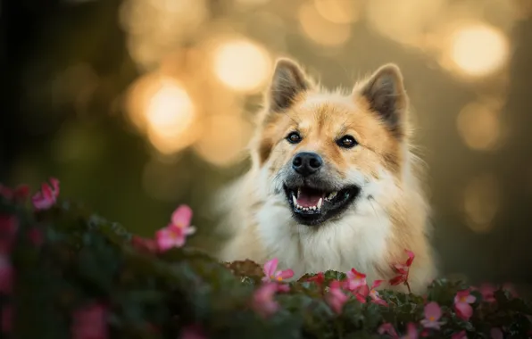 Picture look, face, flowers, dog, bokeh, The eurasier