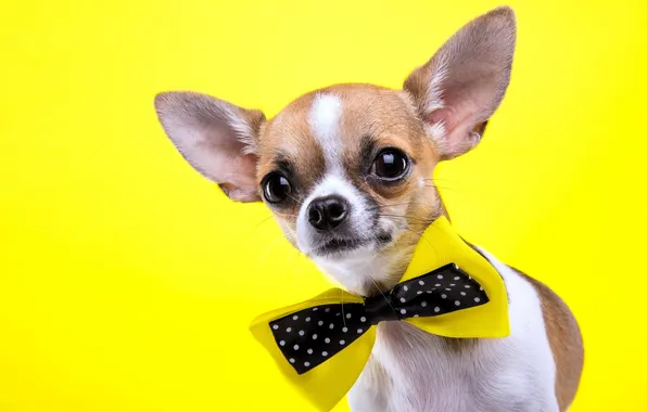 Dog, ears, bow, yellow background, Chihuahua