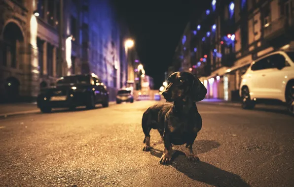 Picture street, Dachshund, street, dachshund, Heike Willers