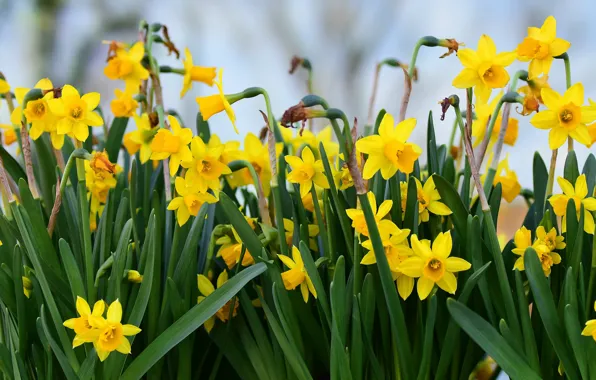 Flowers, yellow, flowerbed, a lot, daffodils
