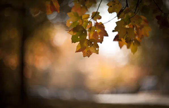 Wallpaper leaves, background, branch, autumn for mobile and desktop ...