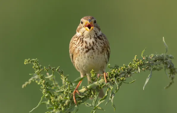 Bird, branch, corn bunting