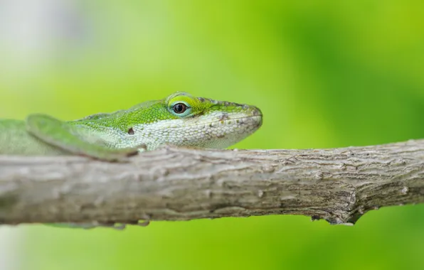 Green, background, branch, lizard