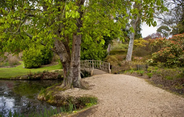 Bridge, nature, river, England, Exbury