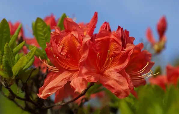 The sky, leaves, nature, petals, rhododendron