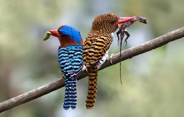 Bird, color, branch, beak, pair, Kingfisher, kingfisher