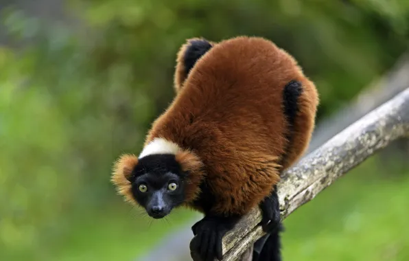 Look, lemur, the primacy of, vari
