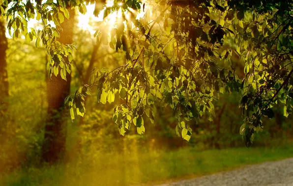 Summer, leaves, light, nature