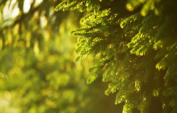 Picture summer, the sun, rays, trees, sunset, nature, spruce