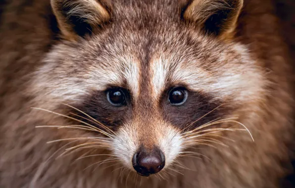 Picture face, portrait, raccoon