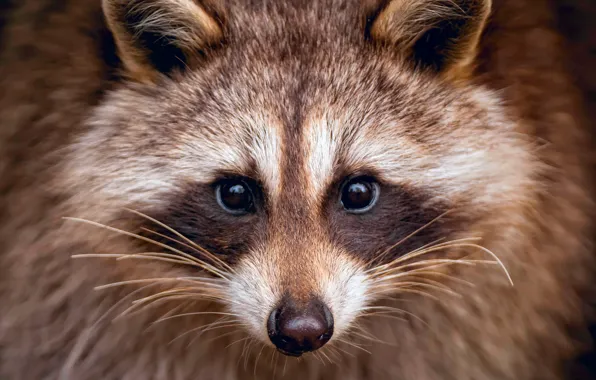 Face, portrait, raccoon