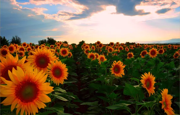 Sunset, Field, Summer, Sunflowers, Sunset, Summer, Field, Sunflowers