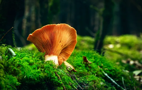 Autumn, forest, nature, mushroom, moss, Fox, bokeh