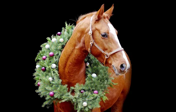 Picture balls, horse, horse, new year, portrait, Christmas, red, black background