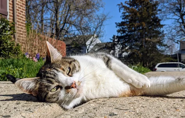 Cat, street, lies, Sunny