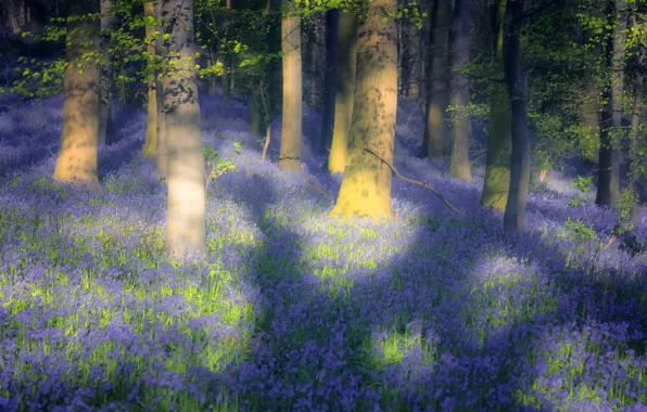 Picture forest, leaves, light, trees, flowers, branches, Park, glade