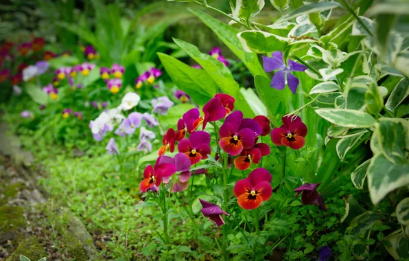 Picture field, grass, flowers, petals, meadow