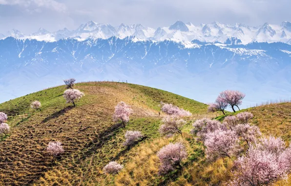 Clouds, snow, trees, mountains, cherry, fog, hills, tops