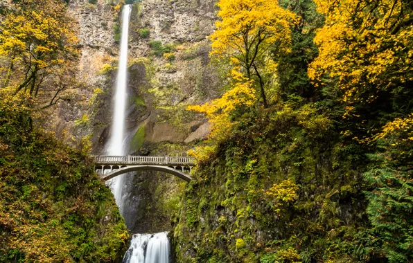 Autumn, forest, trees, bridge, river, waterfall, stream, USA