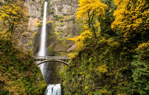 Picture autumn, forest, trees, bridge, river, waterfall, stream, USA