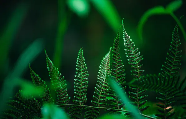 Picture greens, the dark background, fern