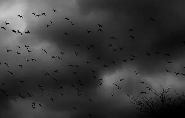 Picture birds, clouds, the darkness, pack, shrub