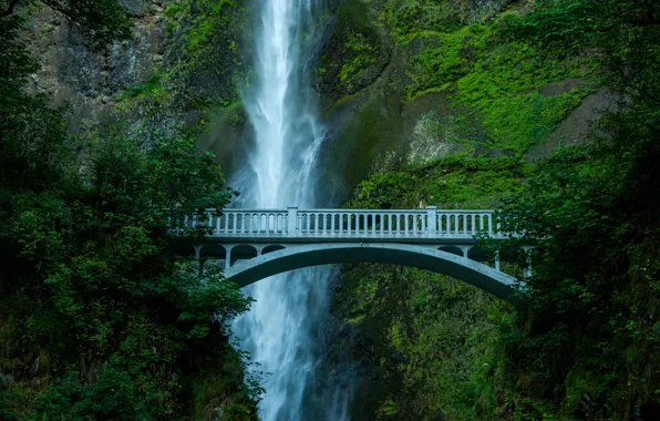 Picture trees, bridge, rocks, waterfall